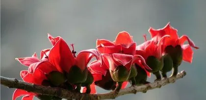 Exploring the Homeland of the Baobab Flower (From South Asia to the Indochinese Peninsula, the Footprint of the Baobab Flower Roams Many Places)