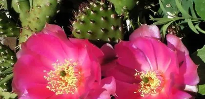 The Mystery of Cactus Flowering and Fruit Bearing (Exploring the Cycle and Conditions of Cactus Flowering and Fruit Bearing)