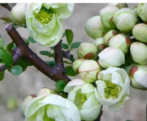 Unveiling the Identity of Flowering Quince (Exploring Whether Flowering Quince is Truly an Arboreal Plant)
