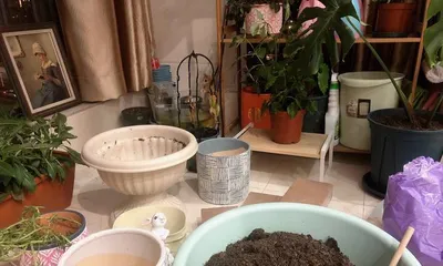 Coconut Brick Planting Guide – Finding Suitable Plants for Planting (Creating Green Spaces, Start by Choosing the Right Plants)