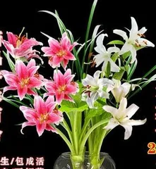 Is Nasturtium Poisonous? Indoor Care Precautions (Analysis of Nasturtium