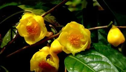 Begonia is not a gymnosperm (Unveiling the botanical identity of begonia, analyzing its characteristics and classification)