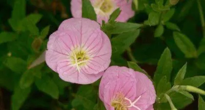 Moth and Butterfly Flowers (Exploring the Cultivation, Characteristics, and Beauty of Moth and Butterfly Flowers)