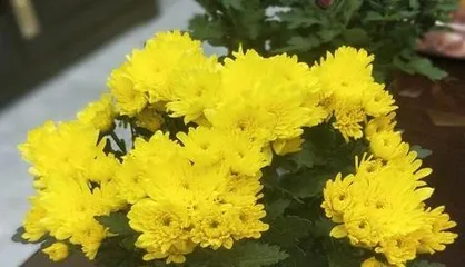 Chrysanthemum Flowering Season: The Most Beautiful Season of the Year
