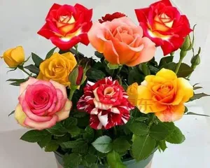 The Choice of Potted Roses (Differences Between Shallow and Deep Pots and Their Applicability)