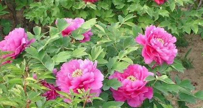 Detailed Techniques for Peony Cultivation (Comprehensive Analysis of Key Points Including Best Planting Time, Site Selection, Fertilization, Pruning, etc.)
