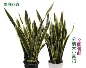 The Formaldehyde Absorption Ability and Methods of Snake Plant (The Amazing Cleaning Skills of Green Plants)