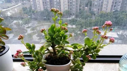Beijing Winter Flower Care Guide (Cold Winter, Beautiful Flowers Accompany) 2