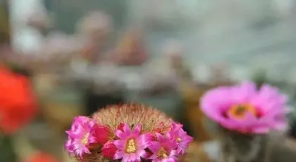 Exploring the Origin of Cacti (Revealing the Mystery of Cacti, Where is the Original Habitat?)