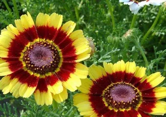 The Secret of Chrysanthemum's Love for Fertilizer (Chrysanthemum's Nutritional Needs and Fertilizer Selection)
