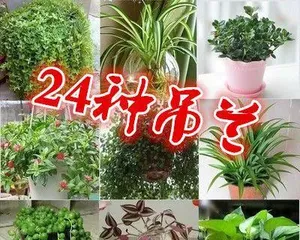 垂吊花卉盆栽的养护技巧（让家中垂吊花卉盆栽长得更健康、更美丽）3