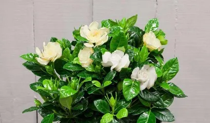 Care and Precautions for Small Leaf Gardenia (Creating a Relaxed and Joyful Garden Life)