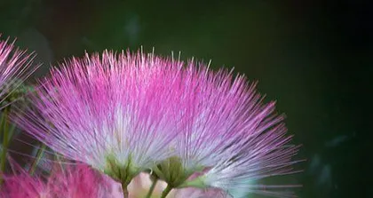 Farewell Time – A Flower Language Analysis on Chrysanthemums (Unveiling the Mystery of Chrysanthemums, Conveying Feelings of Farewell and Blessings)