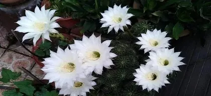How to Handle Cactus Flowers After Blooming (How to Provide the Best Care for Your Cactus) 2