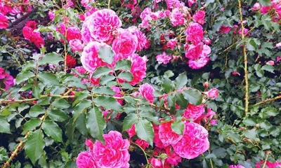 The World of Pink Flowers (Exploring the Beauty of Pink Flowers)