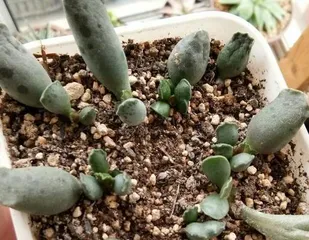 Can succulents survive without roots? (Exploring the survival mysteries of succulent plants)
