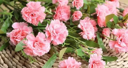 Carnation Planting Guide (Suitable planting months, teaches you how to easily cultivate beautiful carnations)