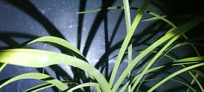 Why do orchid leaves wilt (exploring the reasons for orchid leaves wilting and countermeasures)