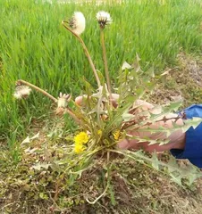 Where is dandelion produced the best? (Exploring the optimal growing areas for dandelions)
