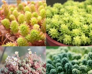 Succulent plants (Exploring the classification and characteristics of succulent plants)