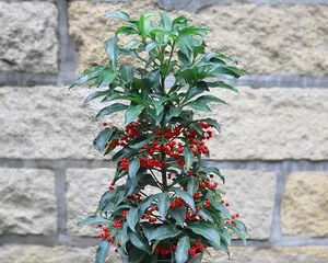 How to plant Money tree seeds (Planting tips, growing environment, maintenance details) 2