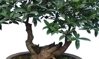How to Properly Repot Osmanthus for Healthy Growth (Timing and Steps for Repotting Osmanthus, Bringing Your Flowers Back to Life)