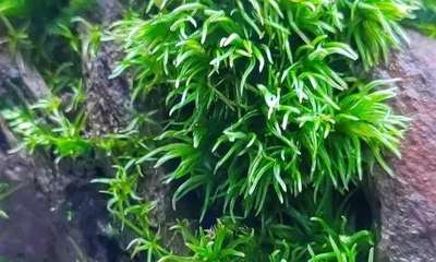 The toxicity of moss and varieties suitable for home cultivation (understand the toxicity of moss, choose varieties suitable for home cultivation)