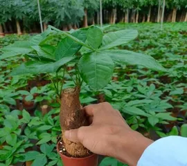 How to plant Money tree seeds (Planting tips, growing environment, maintenance details) 3