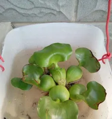 水葫芦是否适合室内养护?(水葫芦的毒性及室内养护注意事项)2