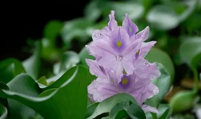 水葫芦是否适合室内养护?(水葫芦的毒性及室内养护注意事项)3