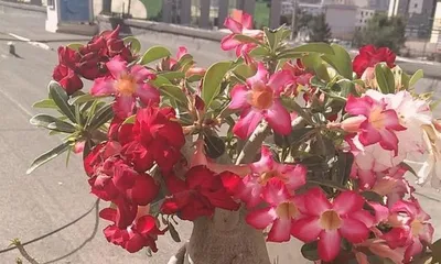 Can desert roses withstand strong sunlight? (Exploring the adaptability of desert roses to sunlight and the reasons behind it)
