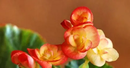 Reproduction Methods and Precautions for Begonias (Secrets to Creating a Beautiful Garden)