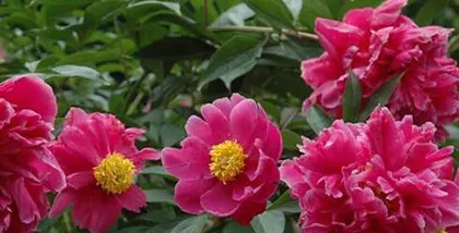 Advantages and Problems of Growing Peony in Guangxi (Exploring the Potential of Peony Cultivation in Guangxi from the Perspectives of Climate, Soil, and Variety)