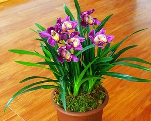 Is it better to place orchids indoors or outdoors? (Exploring the impact of placement environment on orchid growth)