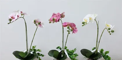 Butterfly Orchid Cultivation and Precautions (Easily Master the Key Points and Propagation Techniques of Growing Butterfly Orchids)