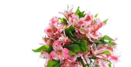 Get well soon – The language of flowers for you (Exploring the meaning of flowers that represent recovery, helping you to get well soon)