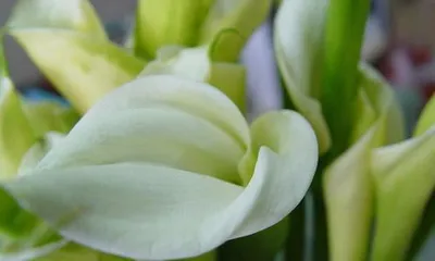 The Profound Meaning of Calla Lily's Symbolism (Exploring the symbolism of calla lilies, conveying the beauty of life's blossoms and falls)