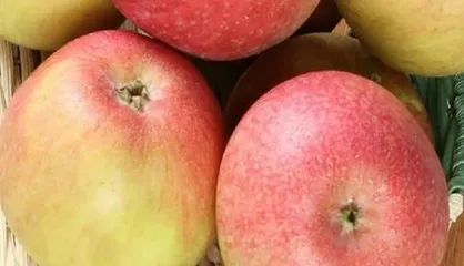 What is the taste of an apple? (From sour to sweet, savoring the diversity of apples)