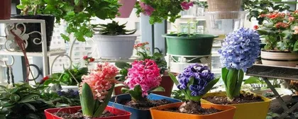 房间花卉养护指南(打造美丽室内环境,增加生命氧源)2
