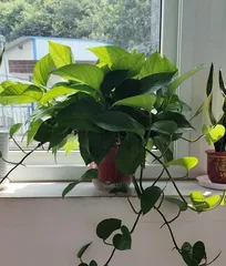 房间花卉养护指南(打造美丽室内环境,增加生命氧源)3