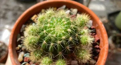 Cacti Repotting Time and Techniques (Master Repotting Techniques to Keep Cacti Healthier)