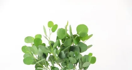 Flower varieties suitable for beginners in flower cultivation (a guide for flower enthusiasts from beginners to experts)