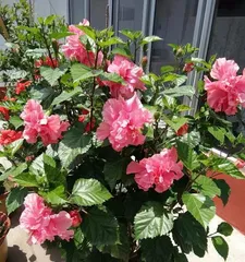 A Comprehensive List of Shade-Loving Flowers (Explore Flower Varieties Suitable for Shady Environments, Create a Green World in the Shade)