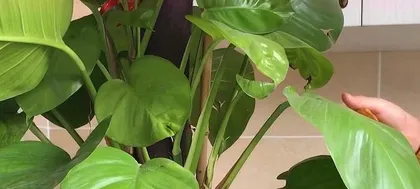 The water culture method for Syngonium podophyllum (steps and tips for water-cultivating large-leaved Syngonium)