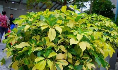 Care Tips for Schefflera (Did you know that sun exposure can damage Schefflera?) 3