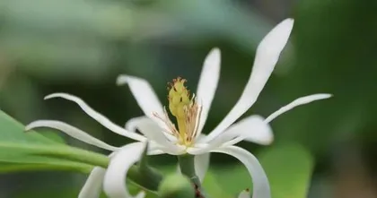 Caring for and blooming技巧 of Saksan magnolia (Creating long-lasting and colorful Saksan magnolia盆栽)