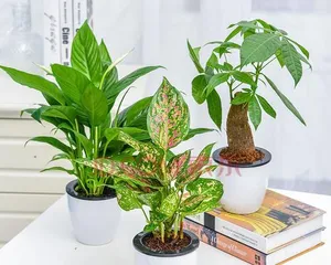 Attracting good fortune and prosperity, indoor pot plants beautify life (15 auspicious pot plants to fill your home with vitality)