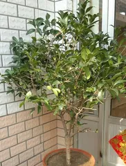 How to choose the right size pot for a Bonsai Osmanthus tree (what size pot can make the Bonsai Osmanthus truly thrive)