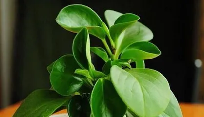 Exploring whether plants prefer shade or sunlight (Unveiling the "Sunlight Secrets" and "Shadow Mysteries" of plant growth)