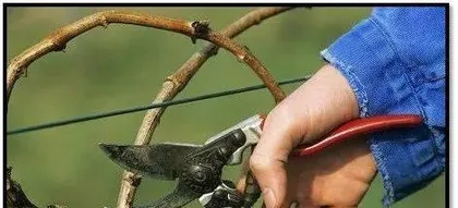 Detailed Explanation of Grape Pruning Time and Methods (Everything You Need to Know About Grape Pruning)